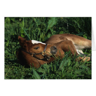 Thoroughbred Foal Lying Down