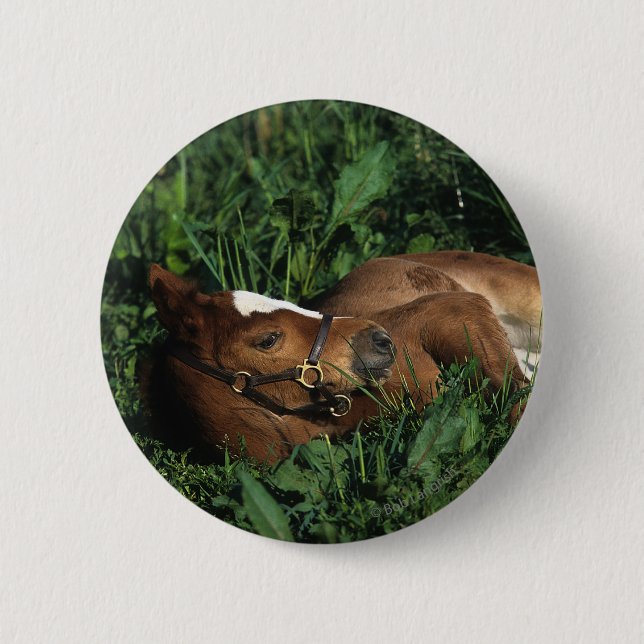 Thoroughbred Foal Lying Down 6 Cm Round Badge (Front)