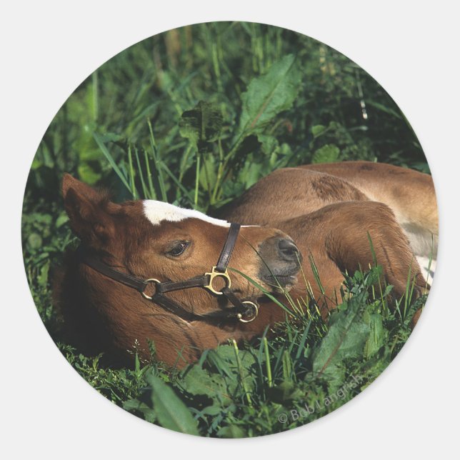 Thoroughbred Foal Lying Down Classic Round Sticker (Front)