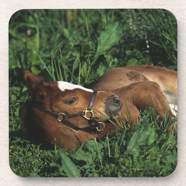 Thoroughbred Foal Lying Down Coaster (Front)