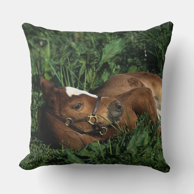 Thoroughbred Foal Lying Down Cushion (Front)