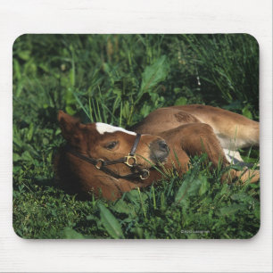 Thoroughbred Foal Lying Down Mouse Pad