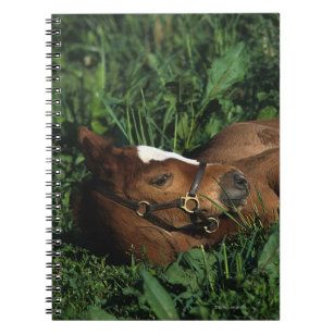 Thoroughbred Foal Lying Down Notebook