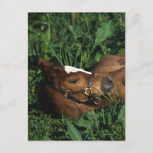 Thoroughbred Foal Lying Down Postcard