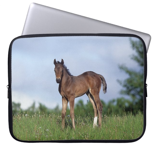 Thoroughbred Foal Standing in the Grass Laptop Sleeve (Front)