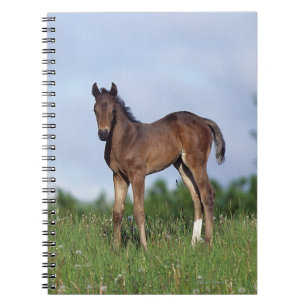 Thoroughbred Foal Standing in the Grass Notebook
