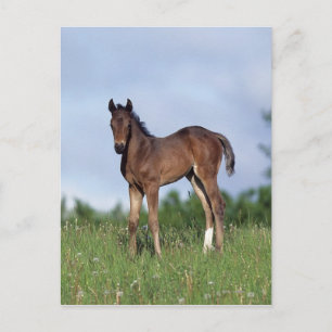 Thoroughbred Foal Standing in the Grass Postcard