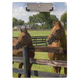 Thoroughbred horse farm in Marion County, Clipboard