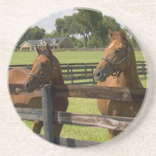 Thoroughbred horse farm in Marion County, Coaster