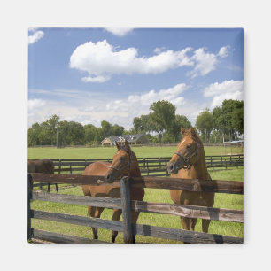 Thoroughbred horse farm in Marion County, Magnet