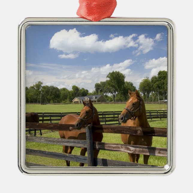 Thoroughbred horse farm in Marion County, Metal Tree Decoration (Front)