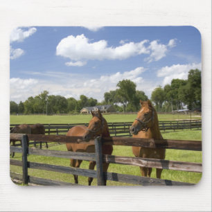 Thoroughbred horse farm in Marion County, Mouse Pad