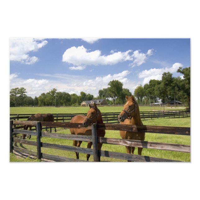 Thoroughbred horse farm in Marion County, Photo Print (Front)