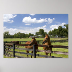 Thoroughbred horse farm in Marion County, Poster