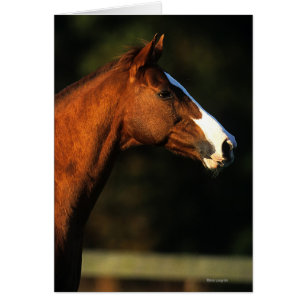 Thoroughbred Horse Headshot