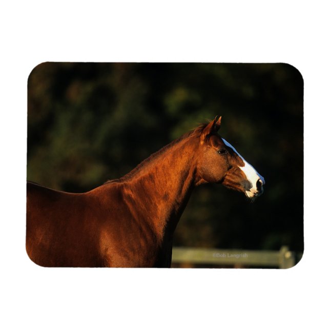 Thoroughbred Horse Headshot Magnet (Horizontal)