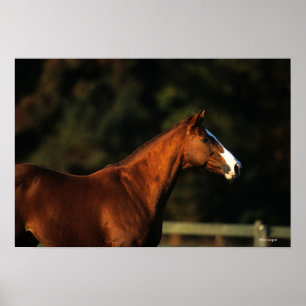 Thoroughbred Horse Headshot Poster