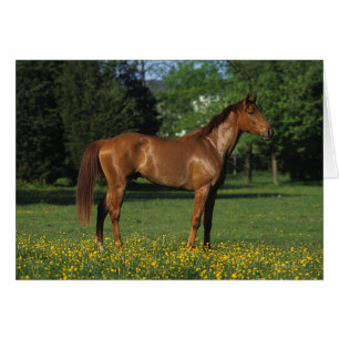 Thoroughbred Horse in Flowers