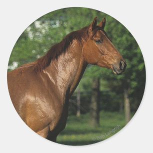Thoroughbred Horse in Flowers Classic Round Sticker