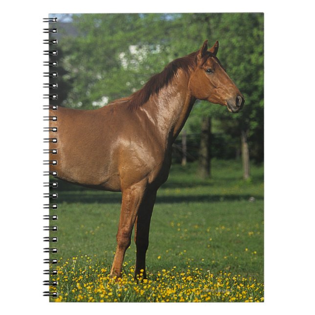 Thoroughbred Horse in Flowers Notebook (Front)