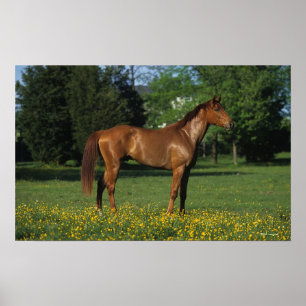 Thoroughbred Horse in Flowers Poster