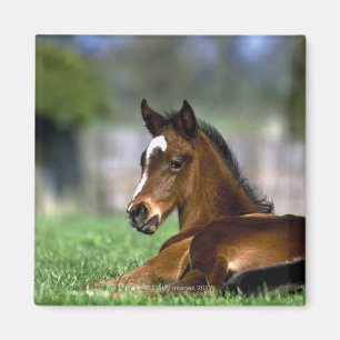 Thoroughbred Horse, Ireland Magnet