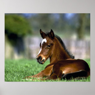 Thoroughbred Horse, Ireland Poster