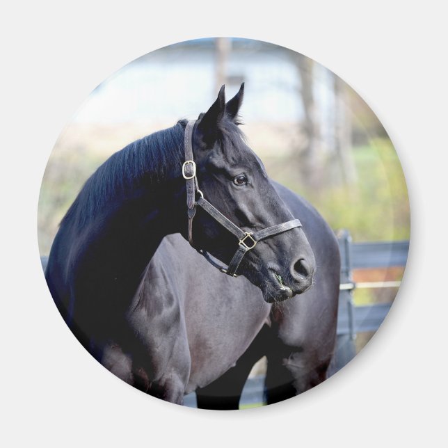 Thoroughbred Horse Magnet (Front)