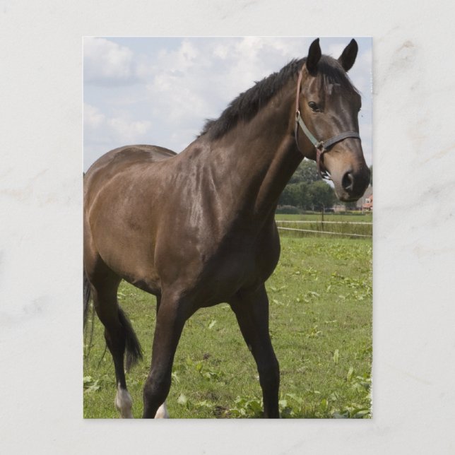 Thoroughbred Horse Postcard (Front)