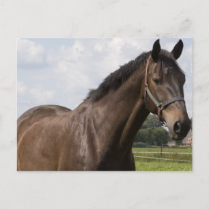 Thoroughbred Horse Postcard