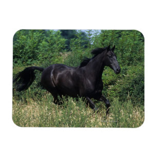 Thoroughbred Horse Running in Grass Magnet