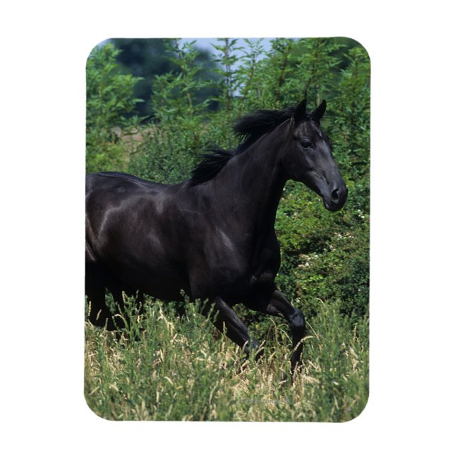 Thoroughbred Horse Running in Grass Magnet (Vertical)
