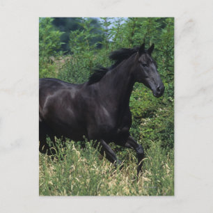 Thoroughbred Horse Running in Grass Postcard