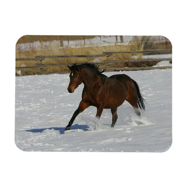 Thoroughbred Horse Running in the Snow Magnet (Horizontal)