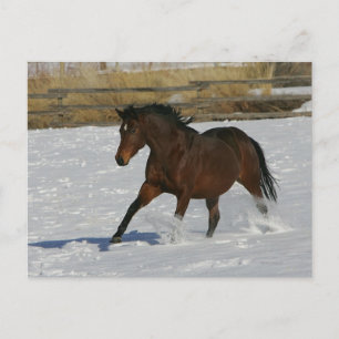 Thoroughbred Horse Running in the Snow Postcard