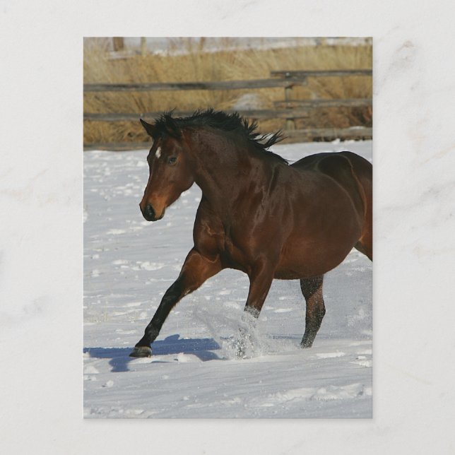 Thoroughbred Horse Running in the Snow Postcard (Front)