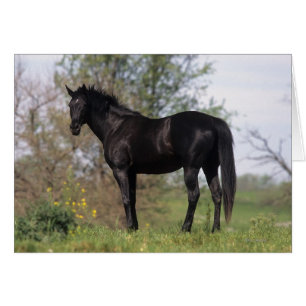 Thoroughbred Horse Standing
