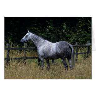 Thoroughbred Horse Standing by Fence