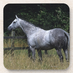 Thoroughbred Horse Standing by Fence Coaster