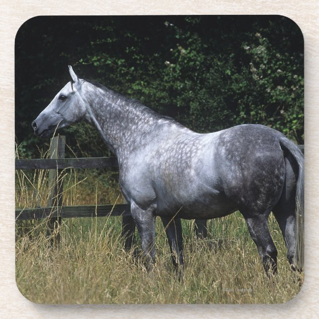 Thoroughbred Horse Standing by Fence Coaster (Front)