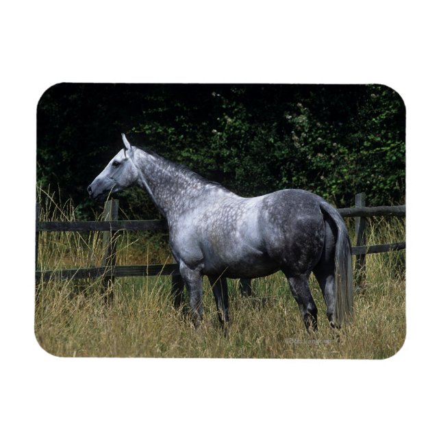 Thoroughbred Horse Standing by Fence Magnet (Horizontal)