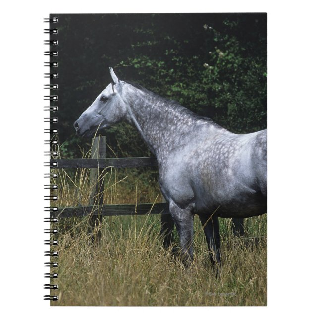 Thoroughbred Horse Standing by Fence Notebook (Front)