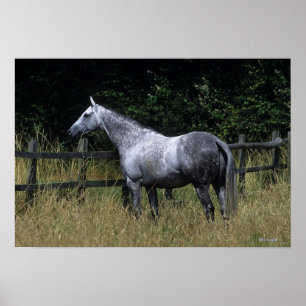 Thoroughbred Horse Standing by Fence Poster
