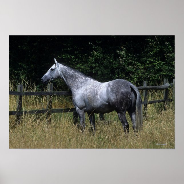 Thoroughbred Horse Standing by Fence Poster (Front)