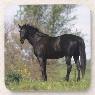 Thoroughbred Horse Standing Coaster