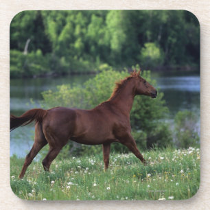 Thoroughbred Horse Standing in Flowers Coaster