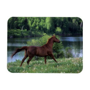 Thoroughbred Horse Standing in Flowers Magnet
