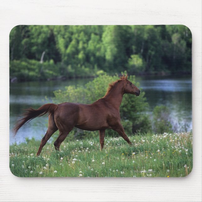 Thoroughbred Horse Standing in Flowers Mouse Pad (Front)