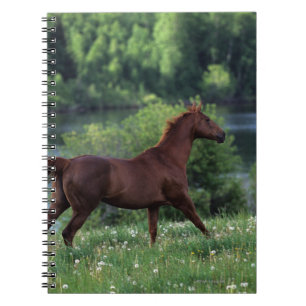 Thoroughbred Horse Standing in Flowers Notebook