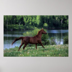 Thoroughbred Horse Standing in Flowers Poster